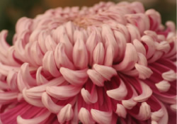 納棺師について