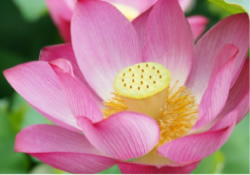 葬祭ディレクターについて